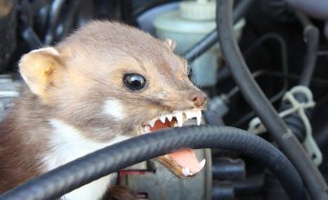 Marderbiss bei Auto / Kfz